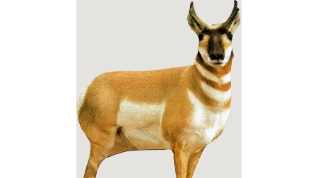 Montana Decoy Co Antelope Buck Decoy